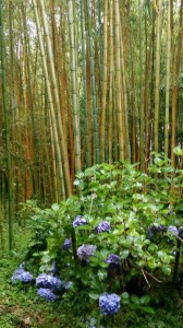 竹林植物園、行ってきました。