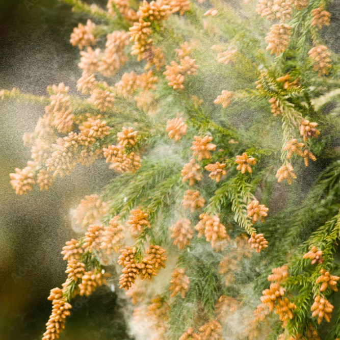 🌸2025年も花粉症シーズンがやってきました！🌼